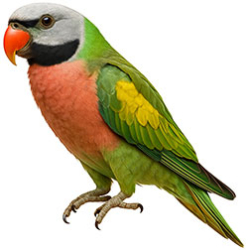Afro-Asian Ringneck Parakeets